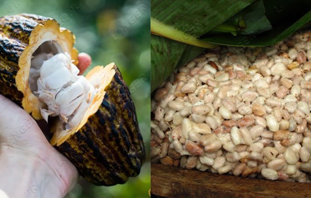 Cocoa Bean Fermentation